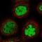 REC8 Meiotic Recombination Protein antibody, HPA031727, Atlas Antibodies, Immunofluorescence image 