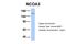 Nuclear Receptor Coactivator 3 antibody, 25-071, ProSci, Western Blot image 