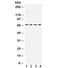 Nuclear Receptor Subfamily 4 Group A Member 1 antibody, R32021, NSJ Bioreagents, Western Blot image 