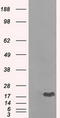 Crystallin Alpha B antibody, LS-C784377, Lifespan Biosciences, Western Blot image 