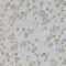 Collagen Type I Alpha 2 Chain antibody, 19-858, ProSci, Immunohistochemistry paraffin image 