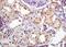 Polycystin-1 antibody, orb13652, Biorbyt, Immunohistochemistry paraffin image 