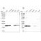 Prostaglandin E Synthase 3 antibody, NBP1-85486, Novus Biologicals, Western Blot image 