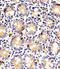 Indoleamine 2,3-Dioxygenase 2 antibody, PA5-71696, Invitrogen Antibodies, Immunohistochemistry frozen image 