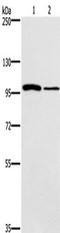 Caspase Recruitment Domain Family Member 14 antibody, TA349746, Origene, Western Blot image 