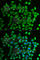 Prolyl 4-Hydroxylase, Transmembrane antibody, A6143, ABclonal Technology, Immunofluorescence image 