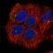 G Protein Subunit Alpha I1 antibody, HPA042141, Atlas Antibodies, Immunofluorescence image 