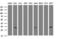 SRP Receptor Subunit Beta antibody, LS-C787133, Lifespan Biosciences, Western Blot image 