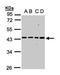 Mitochondrial Ribosomal Protein S5 antibody, orb69957, Biorbyt, Western Blot image 