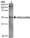 Autophagy Related 5 antibody, 23005, QED Bioscience, Western Blot image 