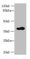 ADP Ribosylation Factor Interacting Protein 2 antibody, A58110-100, Epigentek, Western Blot image 