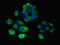 G Protein Subunit Gamma 10 antibody, LS-C375795, Lifespan Biosciences, Immunofluorescence image 