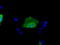 Sorting Nexin 9 antibody, TA501326, Origene, Immunofluorescence image 