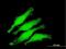 Zinc Finger Protein 397 antibody, H00084307-B01P, Novus Biologicals, Immunofluorescence image 