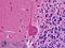 PNMT antibody, LS-B8965, Lifespan Biosciences, Immunohistochemistry frozen image 