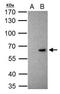 Kruppel Like Factor 10 antibody, PA5-28873, Invitrogen Antibodies, Immunoprecipitation image 