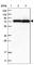 HECT Domain E3 Ubiquitin Protein Ligase 2 antibody, HPA037767, Atlas Antibodies, Western Blot image 