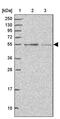 Cyclin J Like antibody, PA5-62107, Invitrogen Antibodies, Western Blot image 