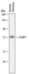 Pancreatic lipase-related protein 1 antibody, AF7105, R&D Systems, Western Blot image 