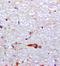 Prokineticin 2 antibody, orb100868, Biorbyt, Immunohistochemistry paraffin image 