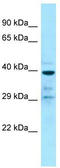 G Protein-Coupled Receptor 68 antibody, TA338230, Origene, Western Blot image 