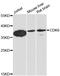 Cyclin Dependent Kinase 6 antibody, LS-C746746, Lifespan Biosciences, Western Blot image 