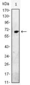 Epidermal Growth Factor antibody, abx015843, Abbexa, Enzyme Linked Immunosorbent Assay image 