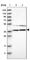 RNA methyltransferase-like protein 1 antibody, HPA023031, Atlas Antibodies, Western Blot image 