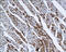 Troponin I3, Cardiac Type antibody, 251112, Abbiotec, Immunohistochemistry paraffin image 