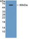 ATM Serine/Threonine Kinase antibody, LS-C372734, Lifespan Biosciences, Western Blot image 