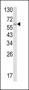 Nuclear LIM interactor-interacting factor 2 antibody, TA325058, Origene, Western Blot image 