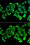 Hydroxyacylglutathione Hydrolase antibody, GTX33234, GeneTex, Immunofluorescence image 