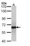 Growth Factor Receptor Bound Protein 14 antibody, PA5-28914, Invitrogen Antibodies, Western Blot image 