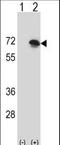 SLP-65 antibody, LS-C156826, Lifespan Biosciences, Western Blot image 