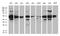 Heterogeneous Nuclear Ribonucleoprotein H1 antibody, LS-C799901, Lifespan Biosciences, Western Blot image 