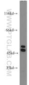 Heterogeneous Nuclear Ribonucleoprotein F antibody, 14974-1-AP, Proteintech Group, Western Blot image 