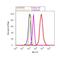 Cofilin 1 antibody, 44-1072G, Invitrogen Antibodies, Flow Cytometry image 