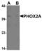 Paired Like Homeobox 2A antibody, LS-C153695, Lifespan Biosciences, Western Blot image 