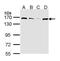 Structural Maintenance Of Chromosomes 1A antibody, PA5-29691, Invitrogen Antibodies, Western Blot image 