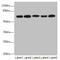 Ephrin B2 antibody, LS-C675708, Lifespan Biosciences, Western Blot image 