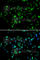 RB Binding Protein 6, Ubiquitin Ligase antibody, A6966, ABclonal Technology, Immunofluorescence image 