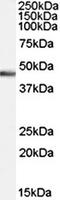 Pancreas Associated Transcription Factor 1a antibody, orb19531, Biorbyt, Western Blot image 