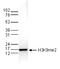 Histone H3 antibody, TA347189, Origene, Western Blot image 