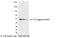 T7 epitope tag antibody, PA1-29983, Invitrogen Antibodies, Western Blot image 