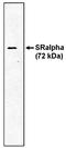 SRP Receptor Subunit Alpha antibody, orb109589, Biorbyt, Western Blot image 