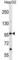 DEAH-Box Helicase 36 antibody, abx030556, Abbexa, Western Blot image 