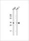 Olfactory Receptor Family 1 Subfamily F Member 1 antibody, 59-687, ProSci, Western Blot image 