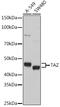 WW Domain Containing Transcription Regulator 1 antibody, GTX64636, GeneTex, Western Blot image 