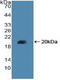 Peroxisome Proliferator Activated Receptor Delta antibody, LS-C298120, Lifespan Biosciences, Western Blot image 