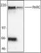 Cullin 9 antibody, orb89269, Biorbyt, Western Blot image 